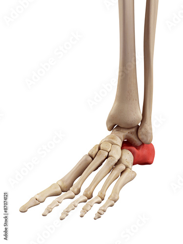 medical accurate illustration of the intermediate calcaneus bone