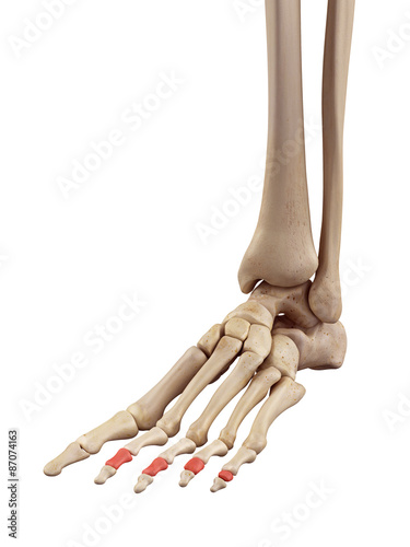 Quadro em tela medical accurate illustration of the middle phalanx bones