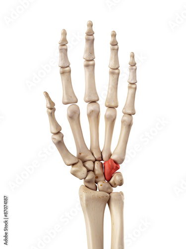 Billede på lærred medical accurate illustration of the hamate bone