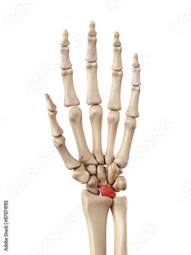 medical accurate illustration of the lunate bone photo