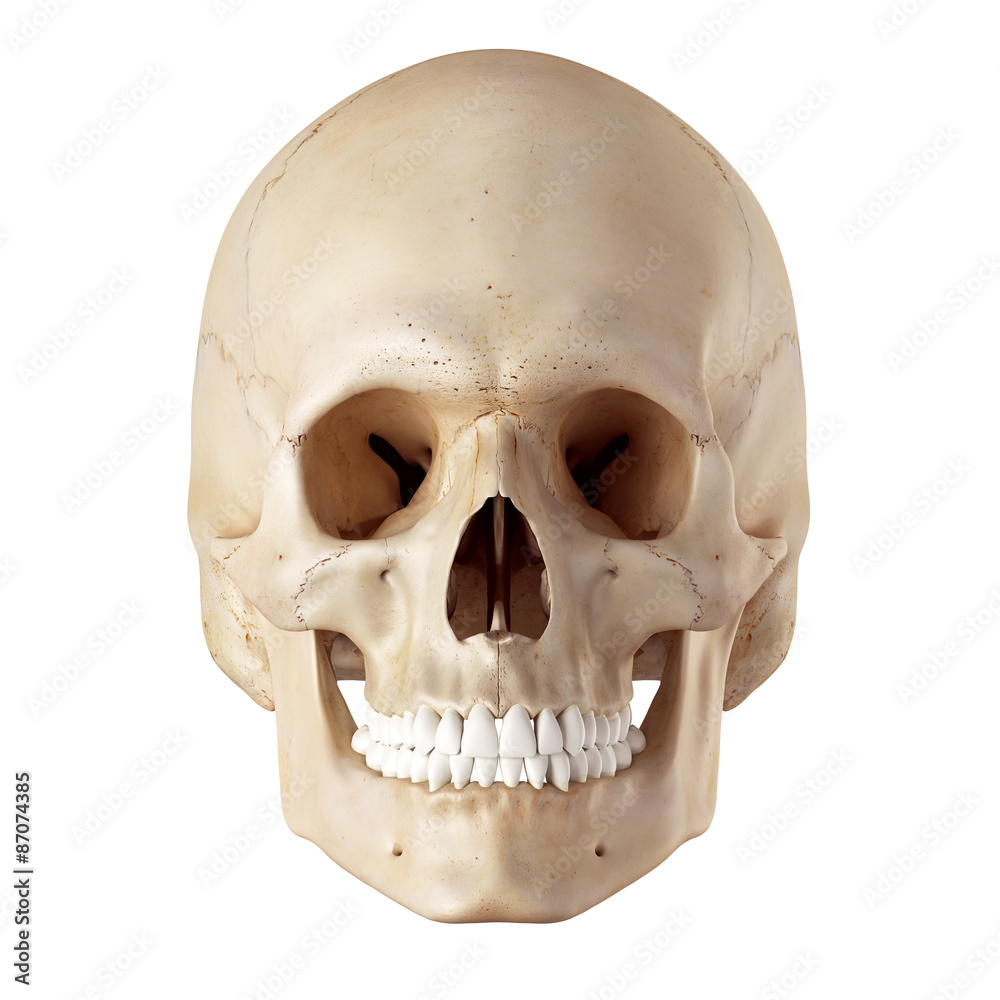 Obraz premium medical accurate illustration of the human skull