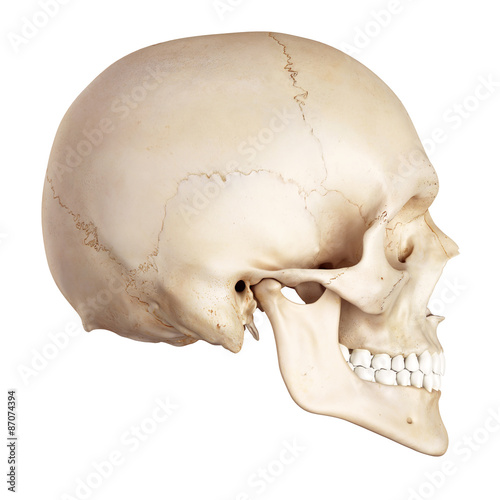 Obraz na płótnie medical accurate illustration of the human skull