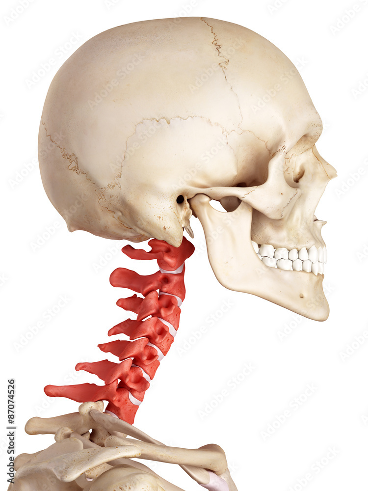 medical accurate illustration of the cervical spine