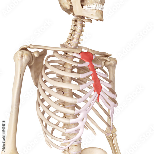 medical accurate illustration of the breast bone