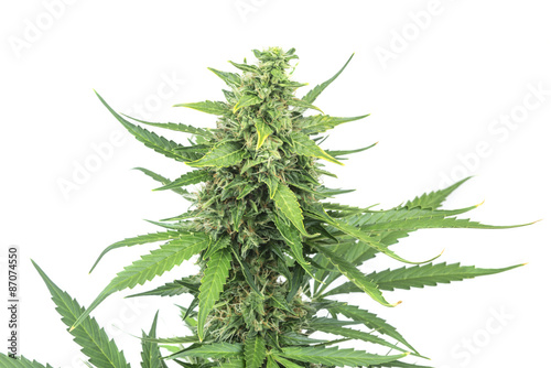Cannabis plant growing indoors
