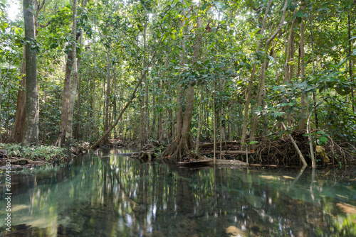 Fototapeta Naklejka Na Ścianę i Meble -  Mangrove trees in a peat swamp forest. Tha Pom canal area, Krabi