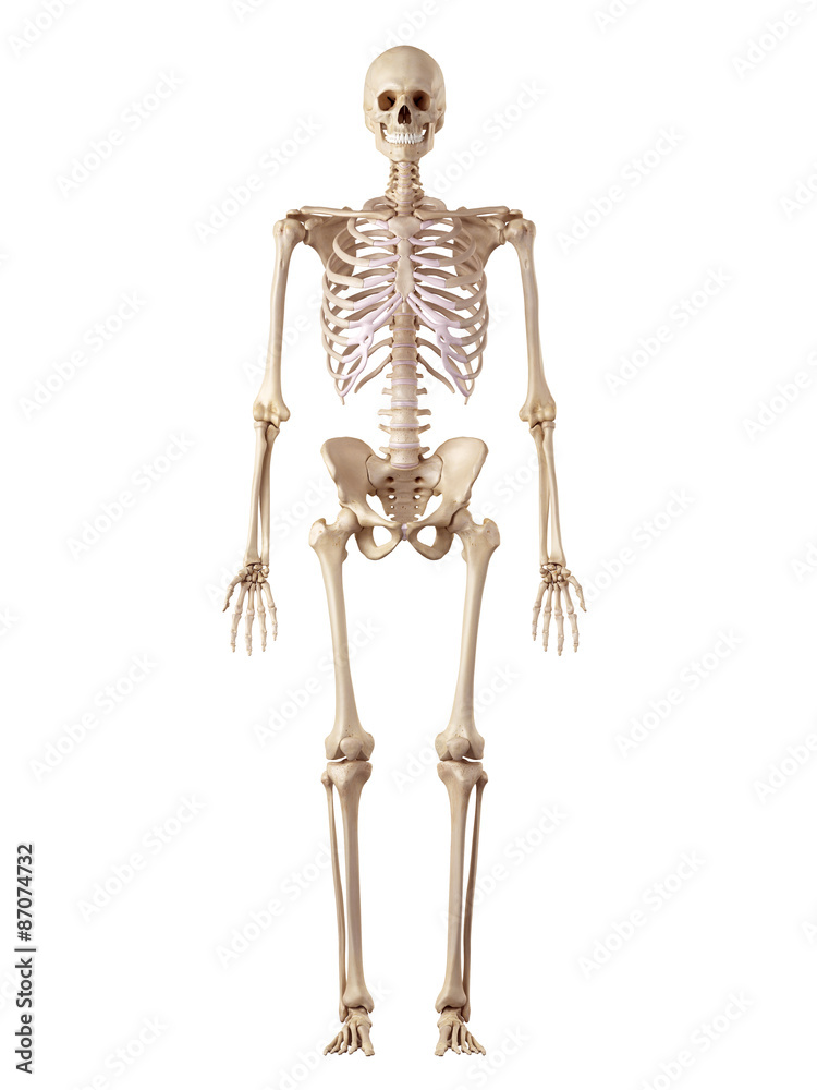 medical accurate illustration of the human skeleton