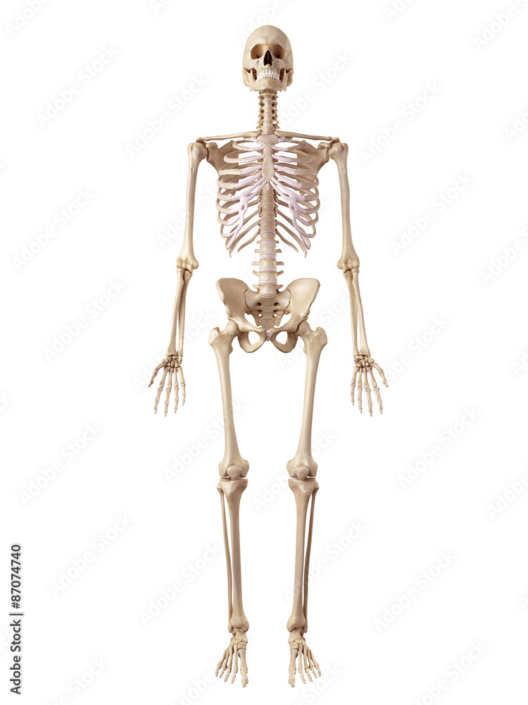 medical accurate illustration of the human skeleton medical accurate illustration of the human skeleton