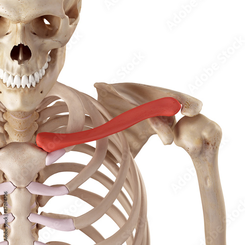 medical accurate illustration of the clavicle photo