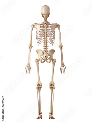 medical accurate illustration of the human skeleton