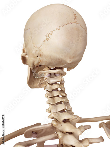 medical accurate illustration of the human skull and neck