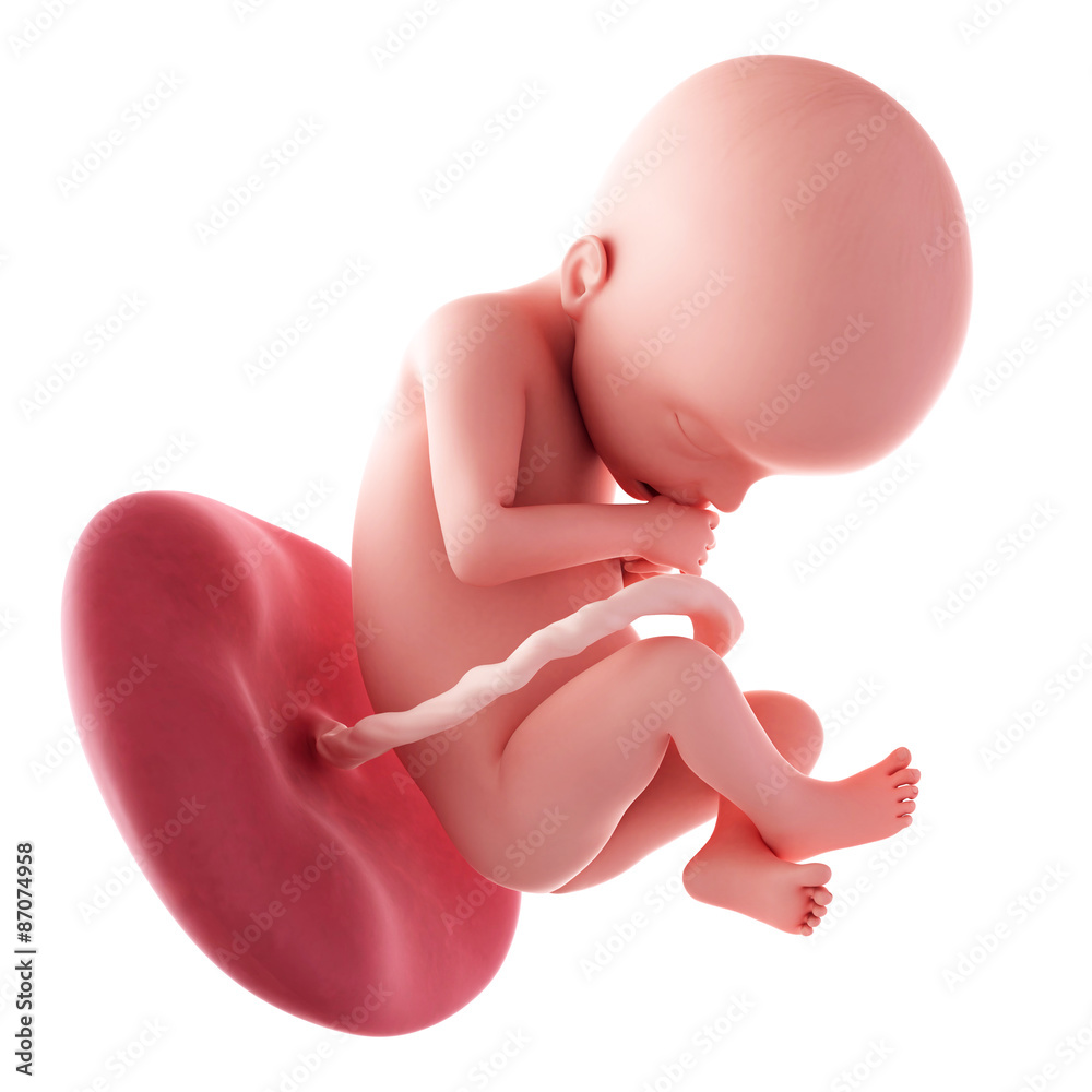 medical accurate illustration of a fetus - week 22 medical accurate illustration of a fetus - week 22