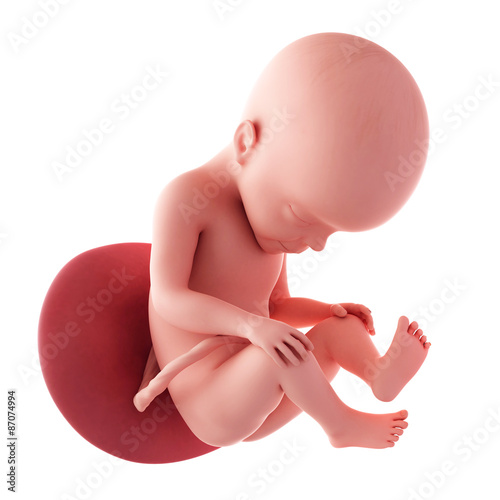 medical accurate illustration of a fetus - week 27