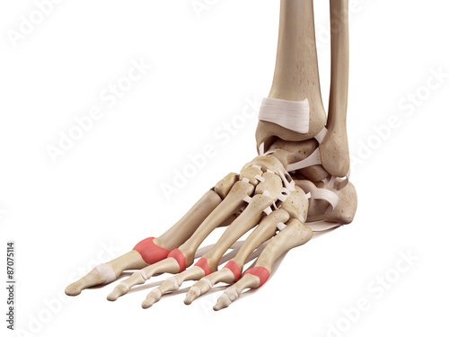 medical accurate illustration of the proximal joint capsules