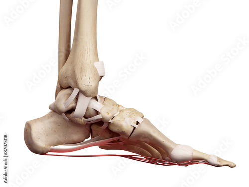 medical accurate illustration of the plantar aponeurosis ligament