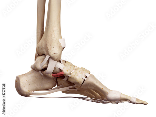 medical accurate illustration of the plantar calcaneonavicular ligament