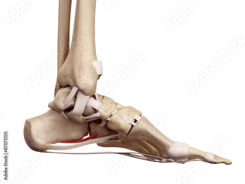 medical accurate illustration of the short plantar ligament