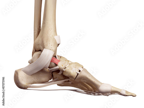 medical accurate illustration of the tibeonavicular ligament