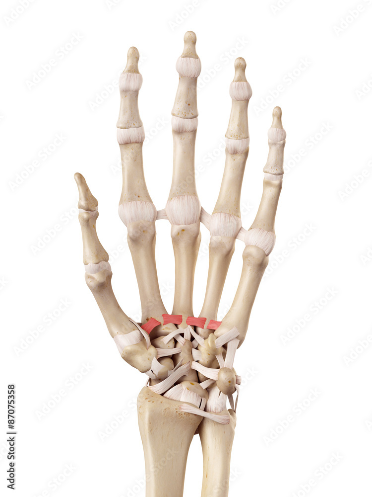 medical accurate illustration of the palmar metacarpal ligaments medical accurate illustration of the palmar metacarpal ligaments
