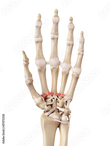 Photos medical accurate illustration of the palmar metacarpal ligaments