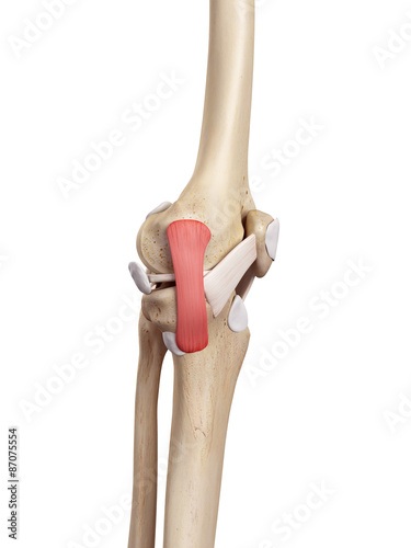Photography medical accurate illustration of the tibial collateral ligament