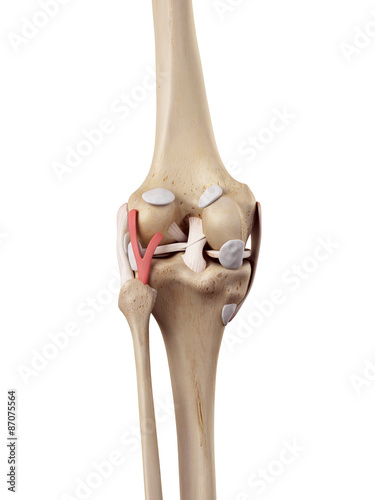 medical accurate illustration of the arcuate politeal ligament photo