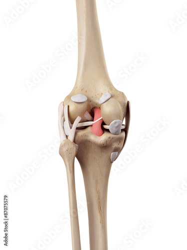 medical accurate illustration of the posterior cruciate ligament