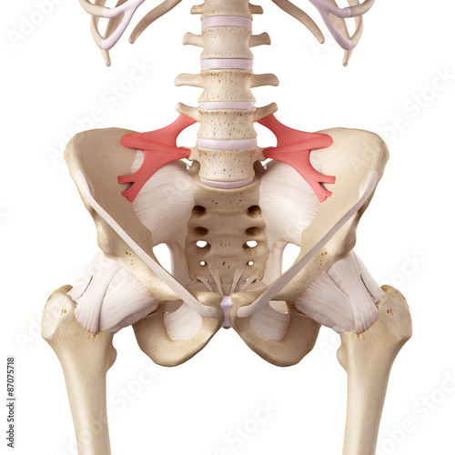 Foto medical accurate illustration of the iliolumbar ligament
