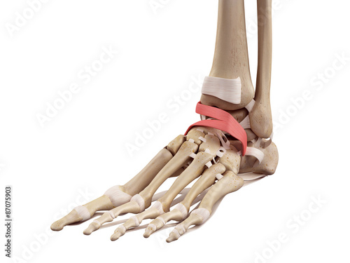 Photos medical accurate illustration of the inferior extensor retinaculum