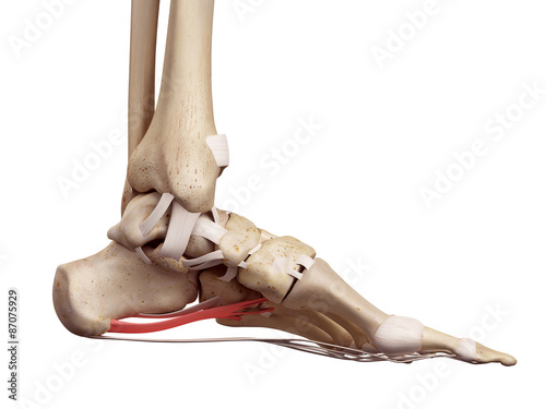 medical accurate illustration of the long plantar ligament