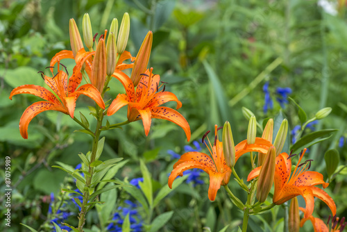 Fototapeta Naklejka Na Ścianę i Meble -  day lily
