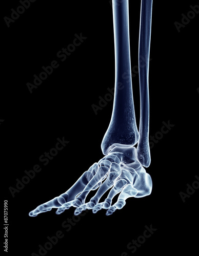 accurate medical illustration of the foot