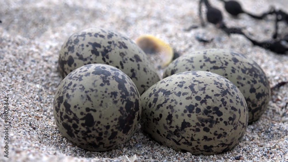 Herring gull eggs on beach an shipwreck Stock Video Adobe Stock