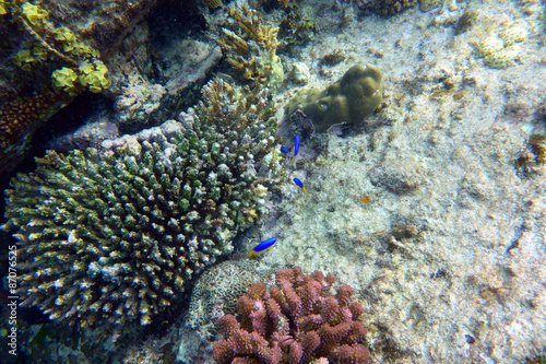 Poissons tropicaux sur un récif corallien
