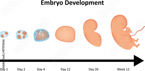 Embryo Development with Labels photo