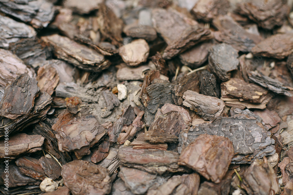 Bark of Tree background