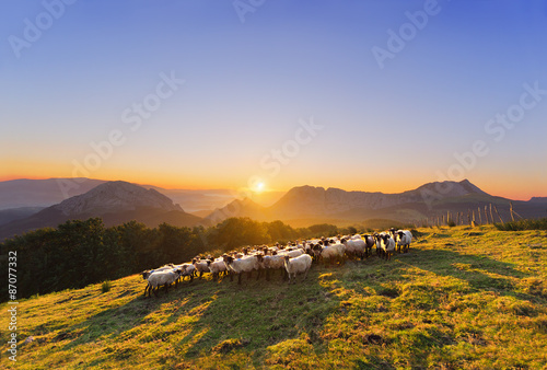 flock of sheep in Saibi mountain