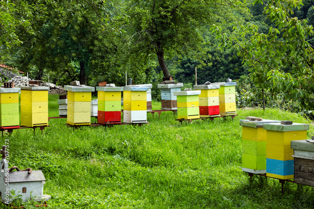 Colored bee houses on meadow in countryside of Montenegro. Colored bee houses on meadow in countryside of Montenegro.