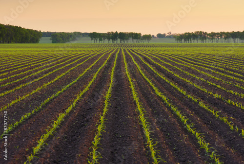 Corn field in the morning