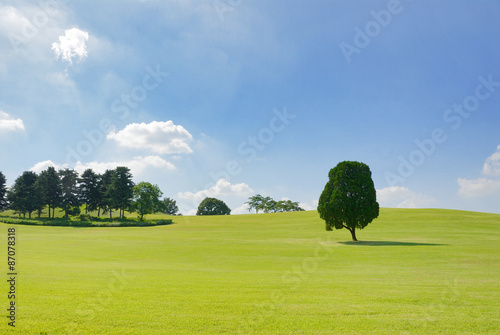 Photography single Tree in the field of Olympic Park in Korea
