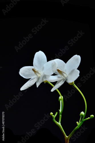 Close up of tropical fragrant flower (Wrightia religiosa Benth)