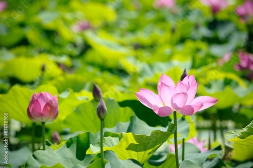 Pink Lotus in lake