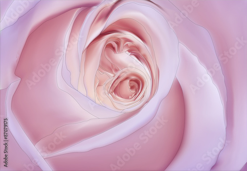 light pink rose flower closeup illustration