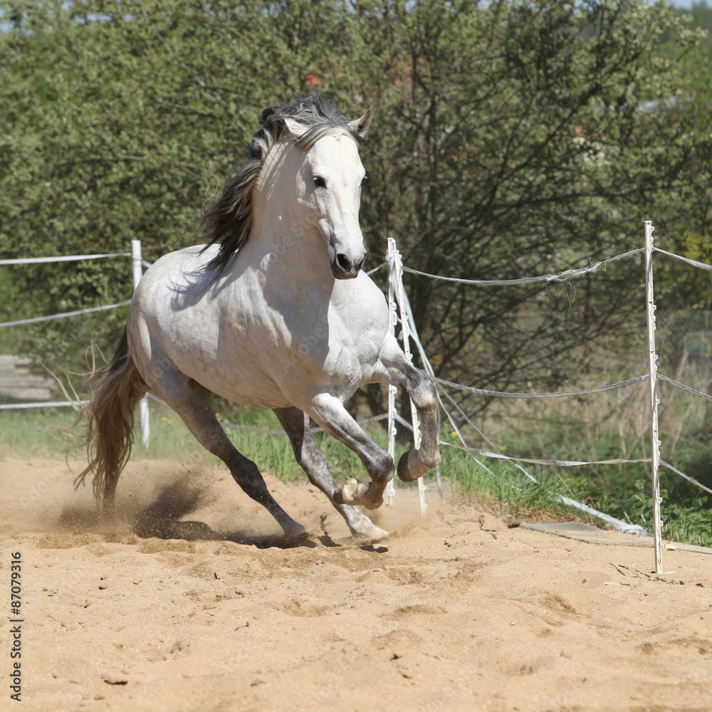 Amazign white andalusian stallion moving Amazign white andalusian stallion moving