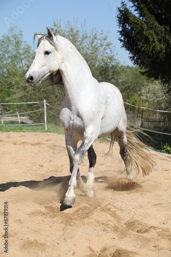 Amazign white andalusian stallion moving