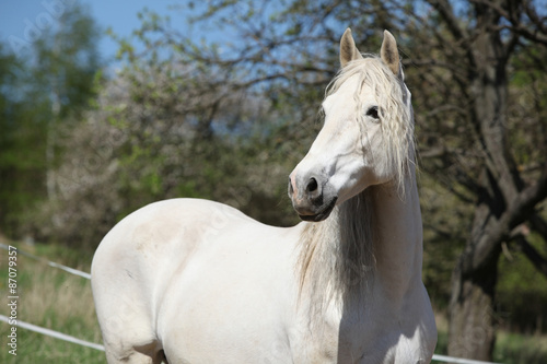 Andalusian mare with long hair in spring