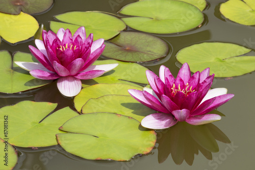 Two pink Lily or Nymphaea