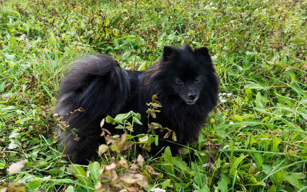 pomeranian dog german spitz outdoor pomeranian dog german spitz outdoor