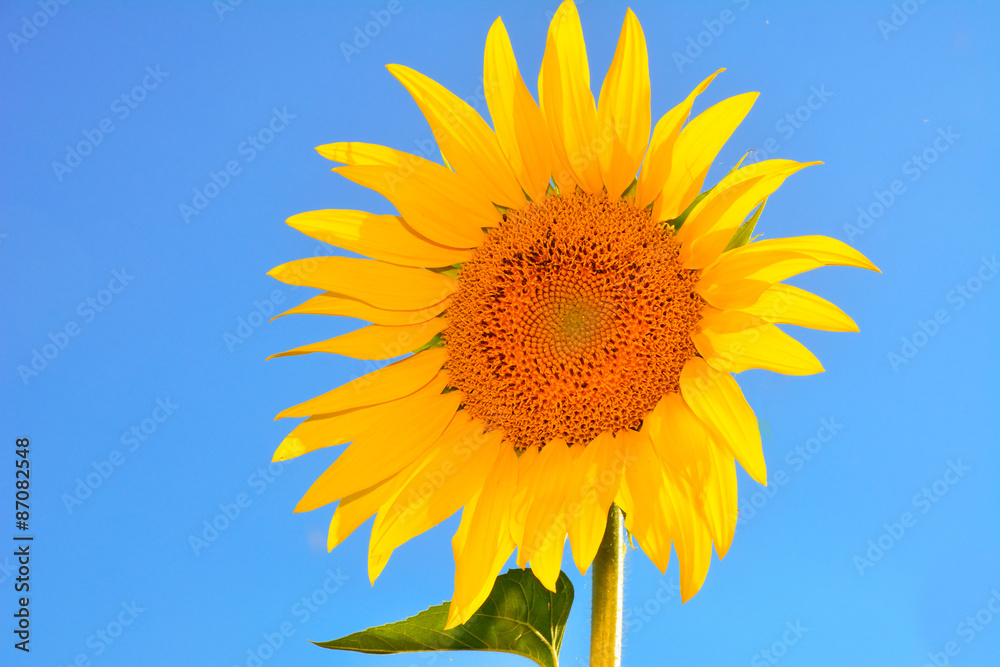 beautiful sunflowers
