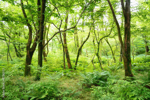 Tablou pe pânză Saryeoni Forest Road in Jeju Isalnd, Korea